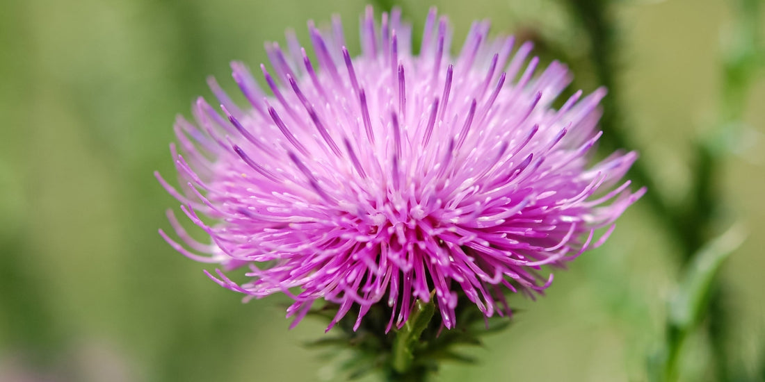 Milk Thistle vs Liver Complex: Which Works Better?