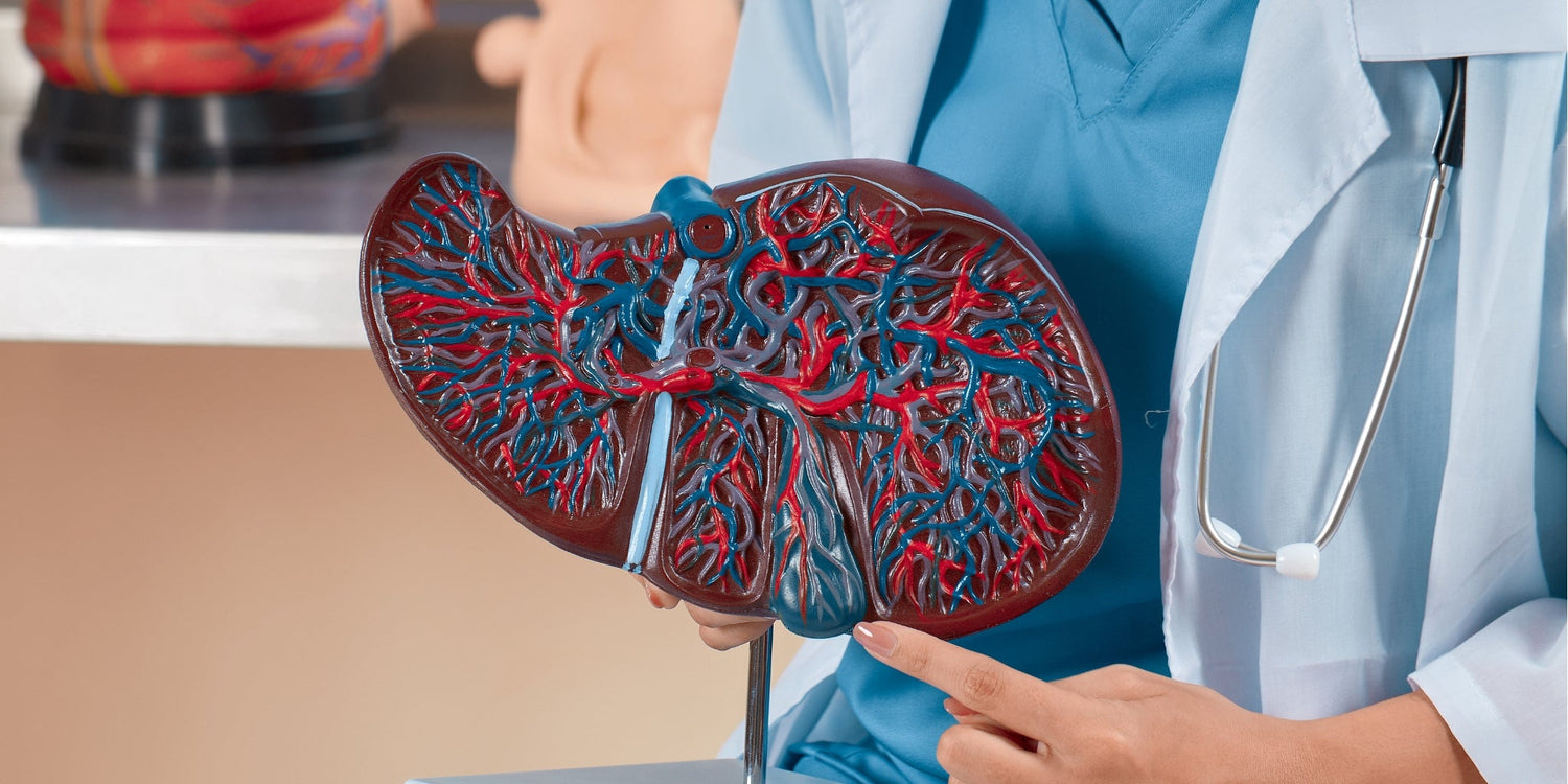 Top Signs Your Liver Needs Support (And What You Can Do About It)