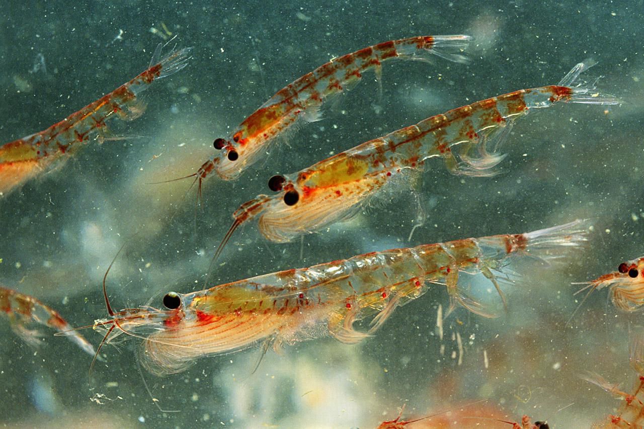 A Comprehensive Guide to Understanding Krill Oil