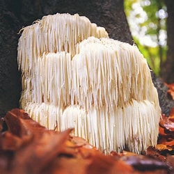 Lions Mane Mushroom